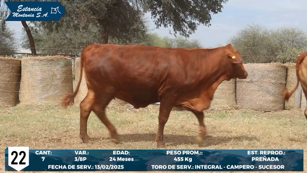 Lote LOTE 22