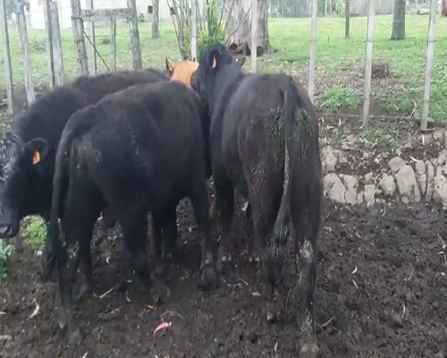 Lote 4 Toros ANGUS 250kg - , San José