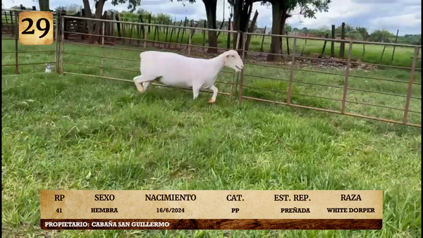 Lote LOTE 29