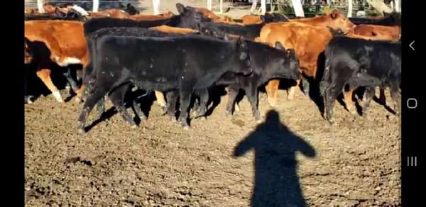 Lote 60 Terneros/as en Villaguay, Entre Ríos