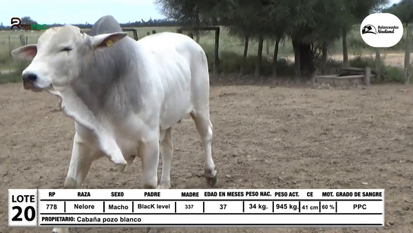 Lote Toros Nelore, Loma Plata