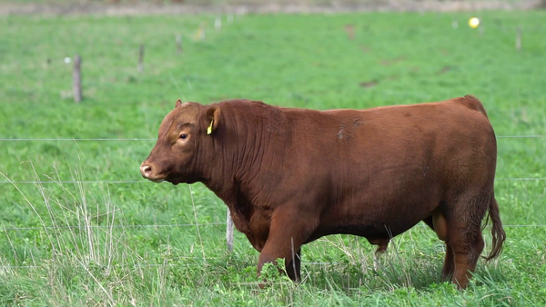 Lote TORO