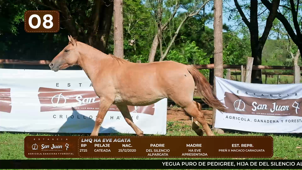 Lote LOTE 8