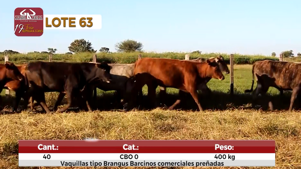 Lote Reproductores de Alborada - Lote 63