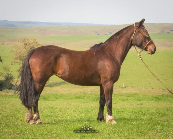 Lote Criollos da Fronteira El Gavilán Josefa  RP: 361