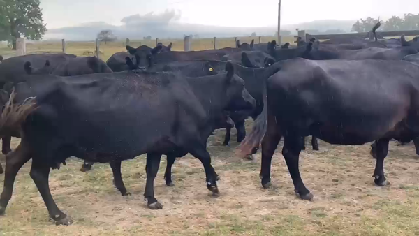 Lote 50 Vacas usadas paridas