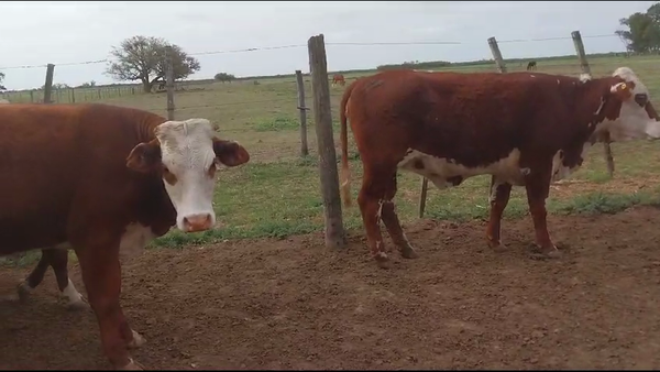 Lote 24 Vaquillonas preñadas Braford en Llambi Campbell, Santa Fe