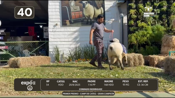 Lote LOTE 40 - BOZAL