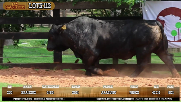 Lote LOTE 112