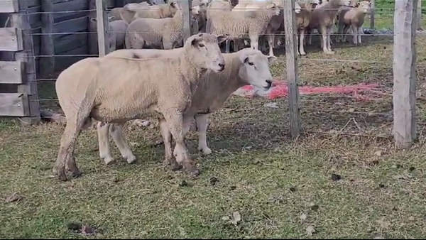 Lote 2 Carneros en AGRACIADA