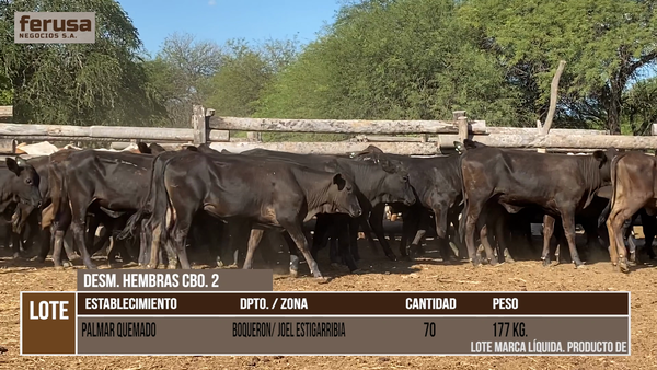 Lote PALMAR QUEMADO   - LOTE 1