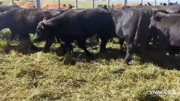 Lote 53 Terneros en Dolores, Buenos Aires