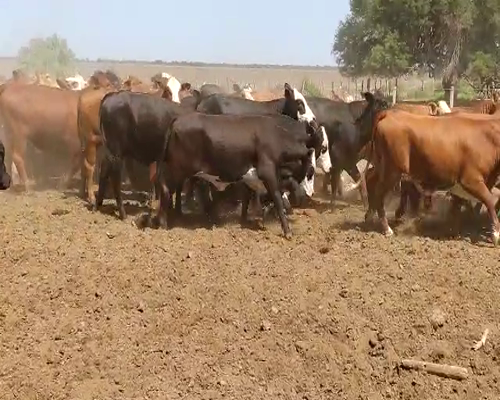 Lote 175 Vaquillonas P/ entorar en Quimilí, Santiago del Estero