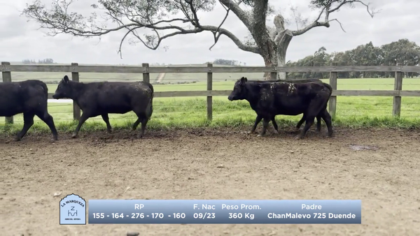 Lote Lote 1 - La Marqueza