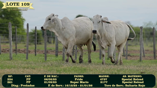 Lote LOTE 109