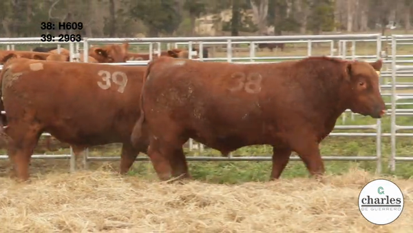 Lote TOROS PUROS CONTROLADOS
