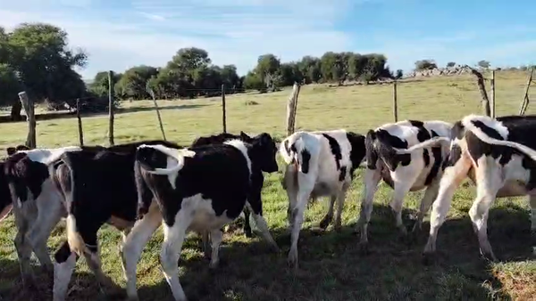 Lote 10 Terneros, San José