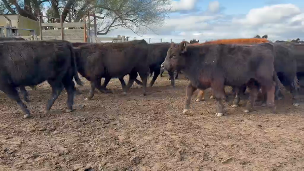 Lote 65 Terneros en Buenos Aires, Gral. Lamadrid