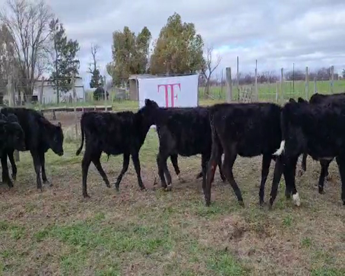 Lote 15 terneros/as - Pehuajó Pcia Bs As