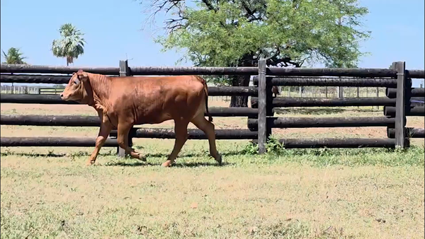 Lote LOTE 31