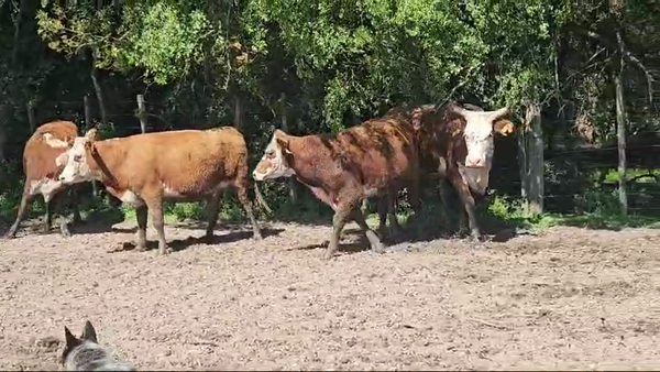 Lote 30 Vacas Preñadas