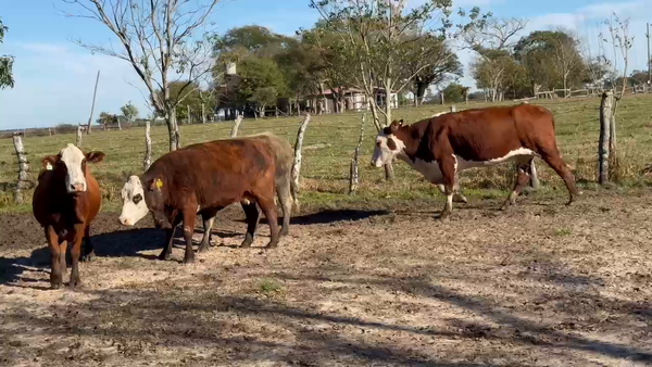 Lote 4 Vacas de invernar en Corrientes, Paso de Los Libres