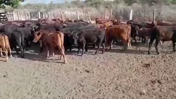 Lote 125 Terneros/as en Villaguay, Entre Ríos