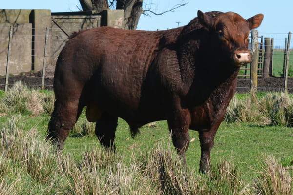 579 — TOROS PP 3 años