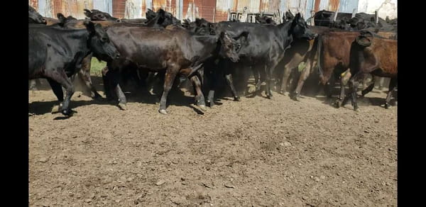 Lote 50 Terneros/as en Villaguay, Entre Ríos