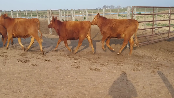 Lote 55 Vaquillonas C/ gtia de preñez