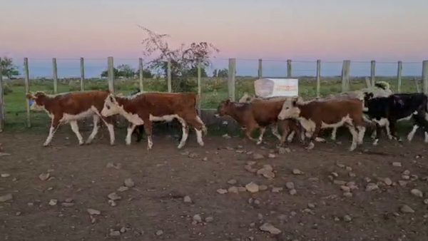 Lote 149 Terneras Cruza Carnicera 150kg -  en Parada fariña