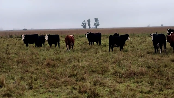 Lote 40 Novillitos y vaquillonas en Olavarría