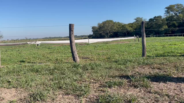 Lote 85 Terneros/as en Berón de Astrada, Corrientes