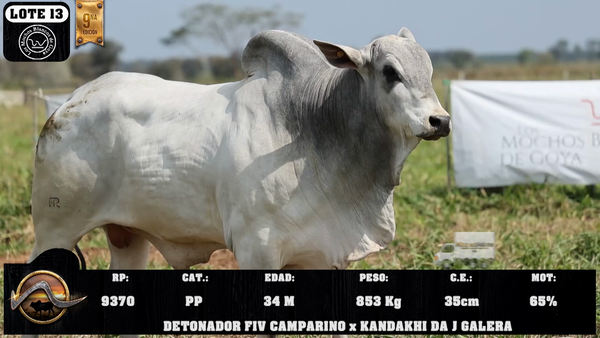 Lote LOTE 13