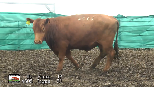 Lote 3 Toros, Durazno
