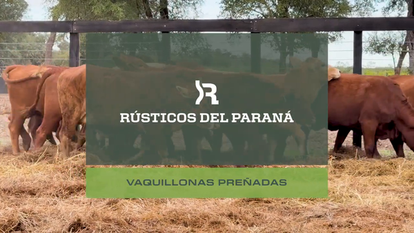 Lote VAQ. PREÑADAS GENERALES
