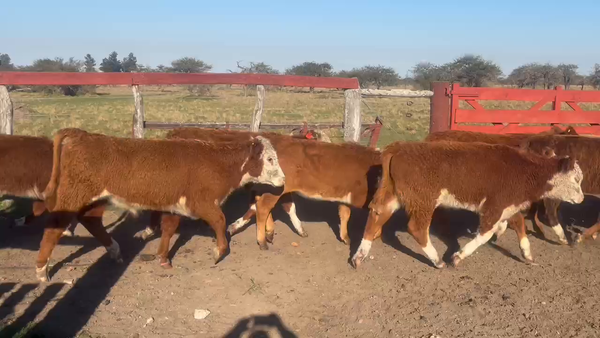 Lote 25 Terneros/as en Corrientes, Curuzú-Cuatiá