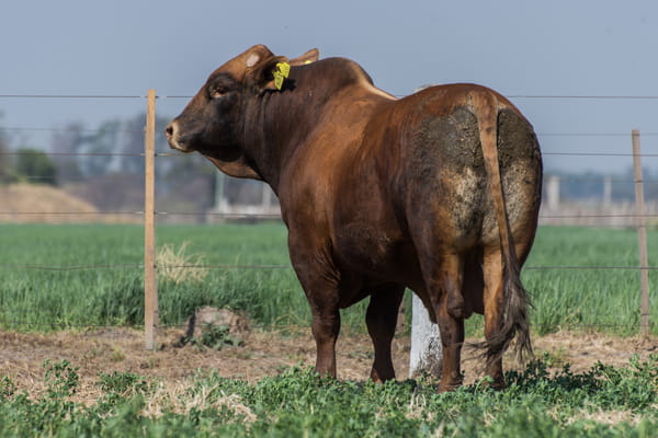 Lote Corral 28 - CABAÑA DON FELIPE