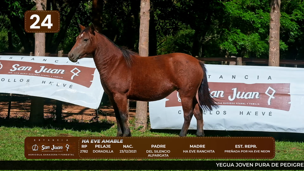 Lote LOTE 24
