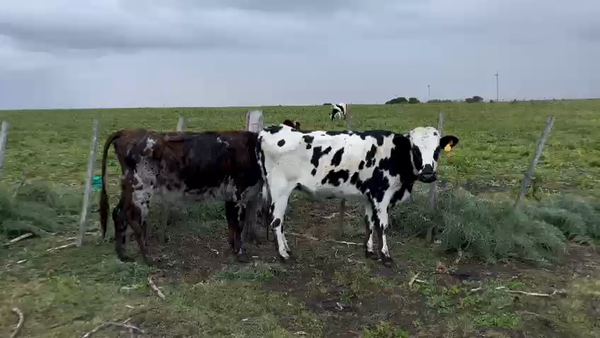Lote 2 vaquillonas normando