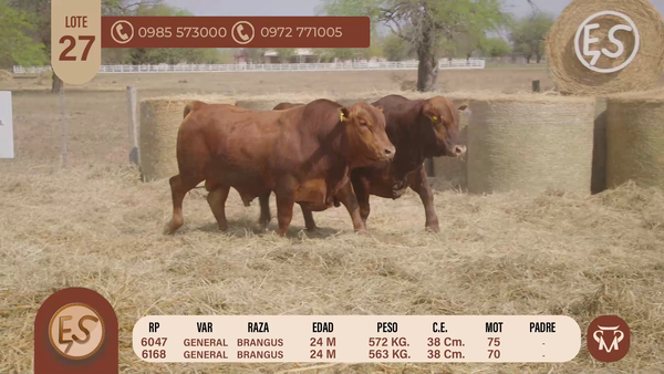Lote TOROS BRANGUS 24 MESES