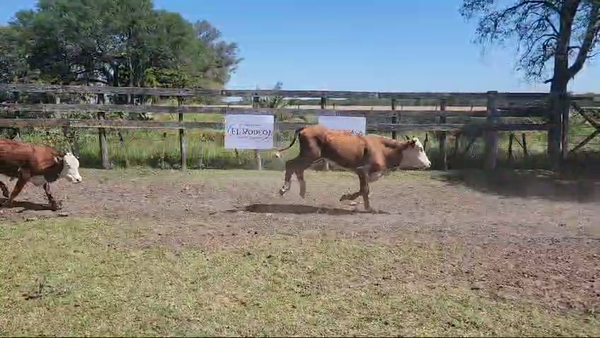 Lote 60 Novillitos