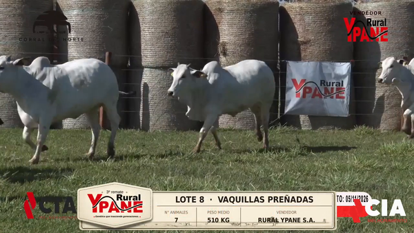Lote Lote 8