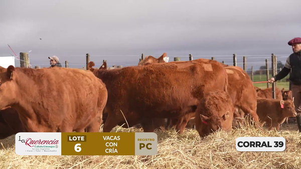 Lote VACAS PC PARIDAS DE PRIMER PARTO