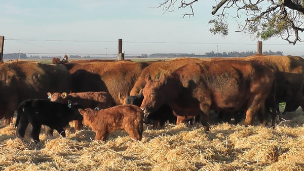 Lote VACAS COLORADAS CARAVANA CELESTE LADO DERECHO