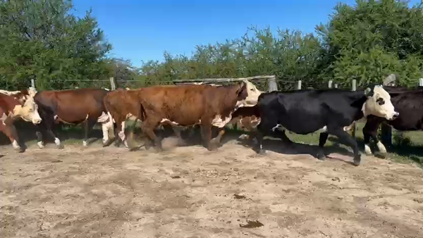 Lote 25 Vacas de invernar