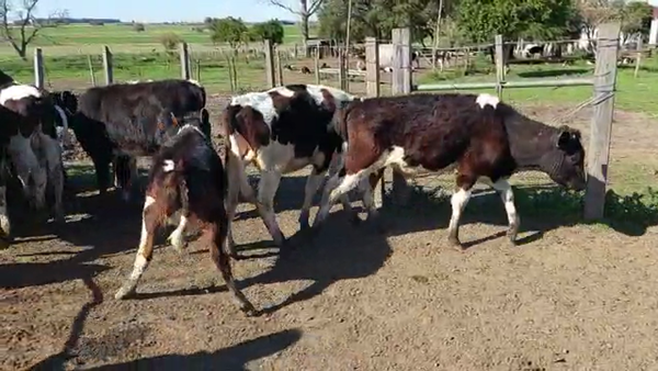 Lote 20 Terneros HOLANDO 135kg - , San José