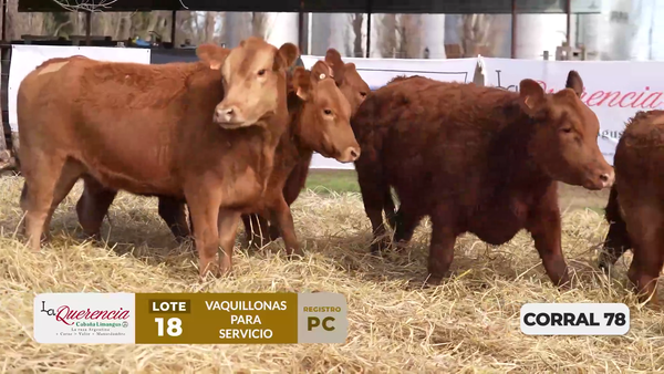 Lote VAQUILLONAS PC PARA SERVICIO