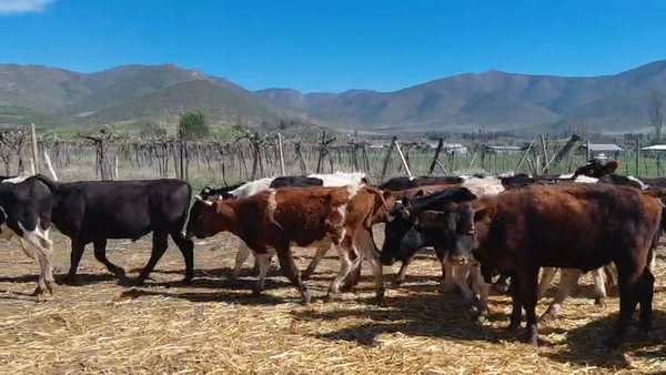 Lote 56 Novillo Engorda en Salamanca, IV Región Coquimbo