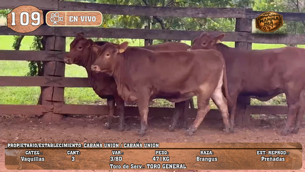 Lote LOTE 109 -EN VIVO